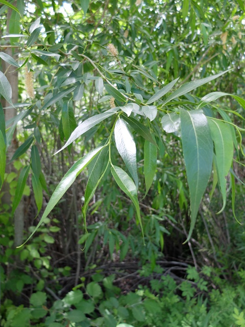 Salix lasiandra var. caudata